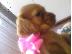 PoulaTo: Pomeranian καθαροαιμα Αθηνα-Θεσσαλονικη-Νησια dogsmania.gr 6979314054...